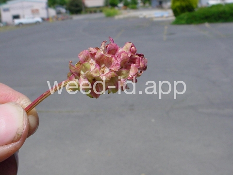 burnet, salad